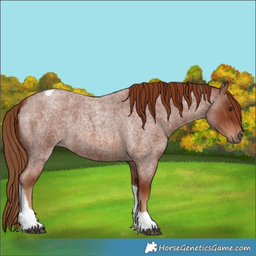 Horse Color:Red Roan Tobiano 
