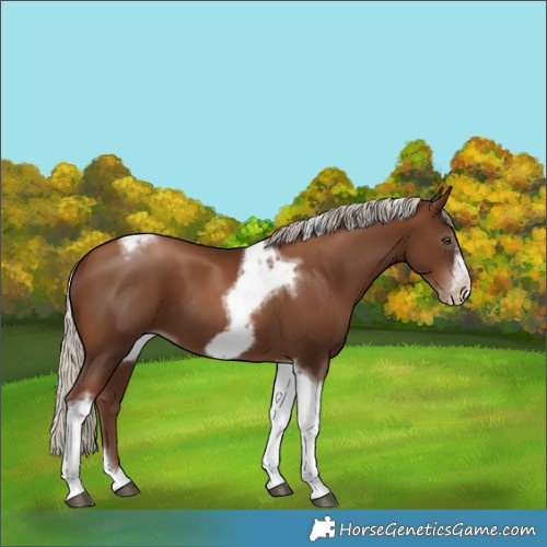Horse Color:Gray Silver Black Pearl Tobiano Frame