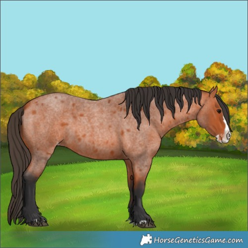 Horse Color:Bay Roan Splash Appaloosa 