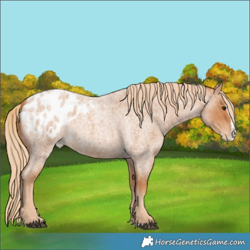 Horse Color:Red Roan Splash Appaloosa 