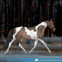 Horse Color:Bay Dun Tobiano Rabicano