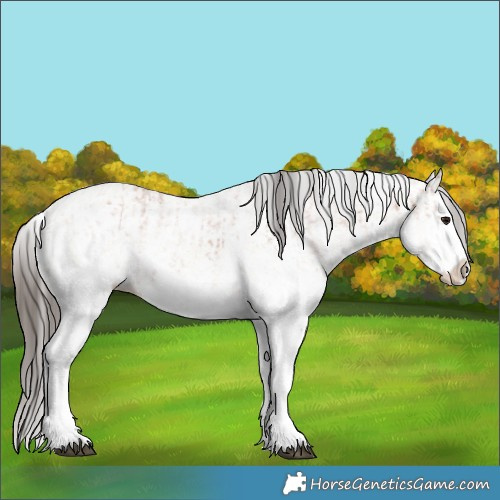 Horse Color:White Spotted Bay Splash  and White Spotted Amber Champagne Splash 