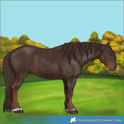 Horse Color:Liver Chestnut and Liver Chestnut