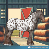 Horse Color:Liver Chestnut Appaloosa  and Liver Chestnut Appaloosa 