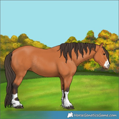 Horse Color:Bay Rabicano 
