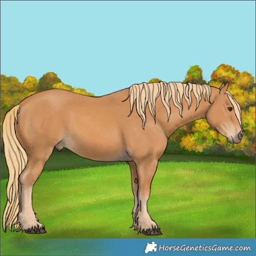 Horse Color:Chestnut Rabicano 