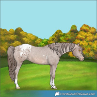 Horse Color:Sable Champagne Sabino Tobiano Varnish and Sable Champagne Sabino Varnish