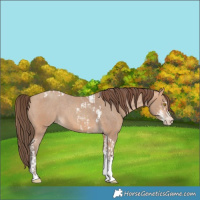 Horse Color:Amber Champagne Sabino Tobiano Varnish  and Amber Champagne Sabino Tobiano Varnish 