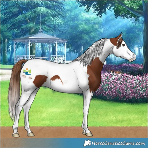 Horse Color:Chestnut Splash Tobiano 