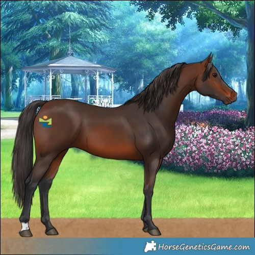 Horse Color:Brown 