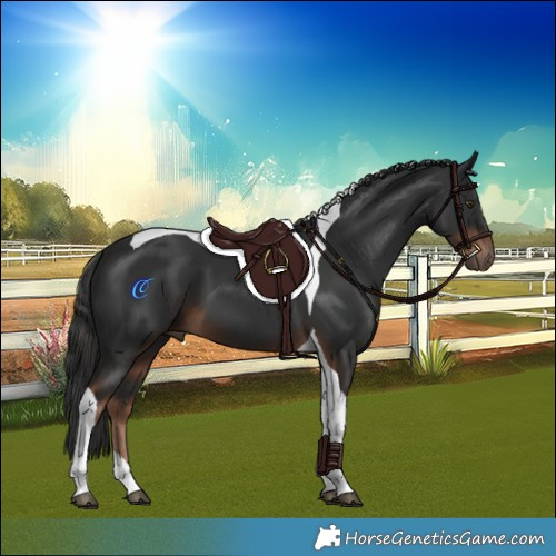 Horse Color:Liver Chestnut Tobiano 