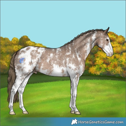 Horse Color:Liver Red Dun Sabino Appaloosa 