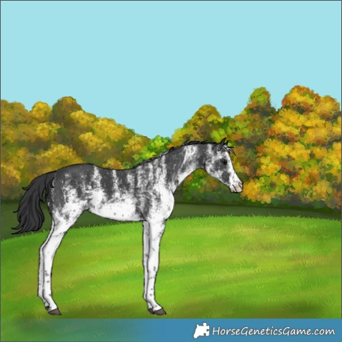 Horse Color:White Spotted Black