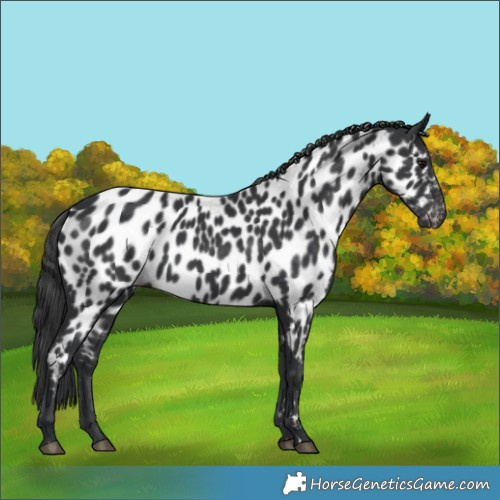Horse Color:Black Appaloosa 