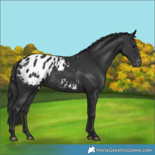 Horse Color:Black Appaloosa