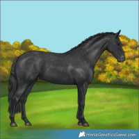 Horse Color:Black Appaloosa