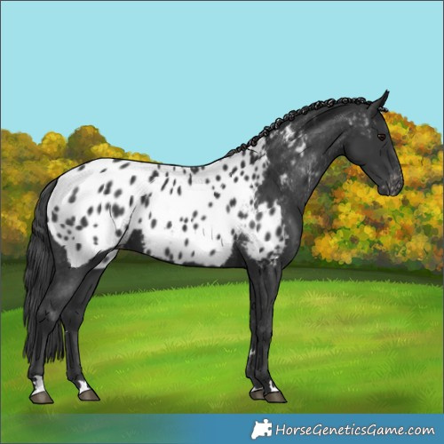 Horse Color:Black Appaloosa