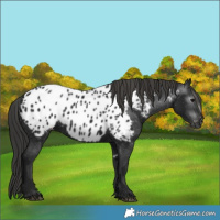 Horse Color:Gray Black Appaloosa 