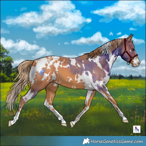 Horse Color:White Spotted Chestnut Appaloosa 