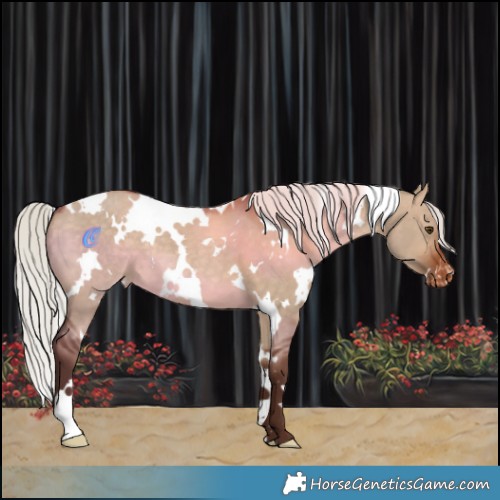 Horse Color:White Spotted Silver Brown Dun Appaloosa 