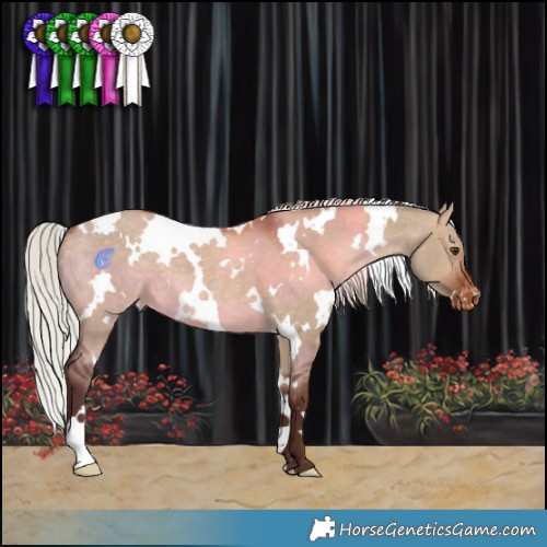 Horse Color:White Spotted Silver Brown Dun Varnish 