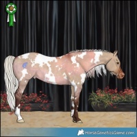 Horse Color:White Spotted Silver Brown Dun Appaloosa