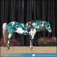 Horse Color:White Spotted Liver Chestnut Sabino Appaloosa 