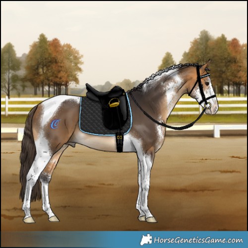 Horse Color:Buckskin Sabino Tobiano 