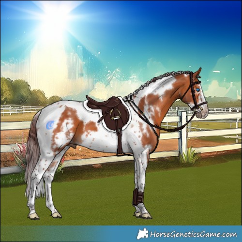 Horse Color:White Spotted Chocolate Bay Tobiano Frame 