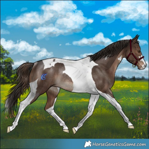 Horse Color:Liver Chestnut Tobiano Rabicano 