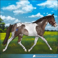 Horse Color:Liver Chestnut Tobiano Rabicano 