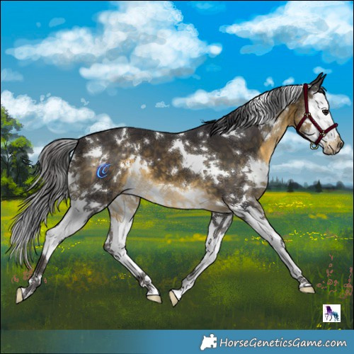 Horse Color:White Spotted Buckskin Splash 