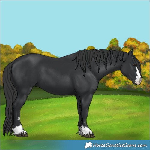Horse Color:Black 