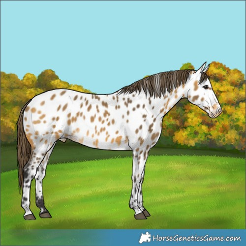 Horse Color:Buckskin Appaloosa