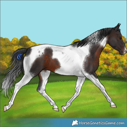 Horse Color:Brown Tobiano