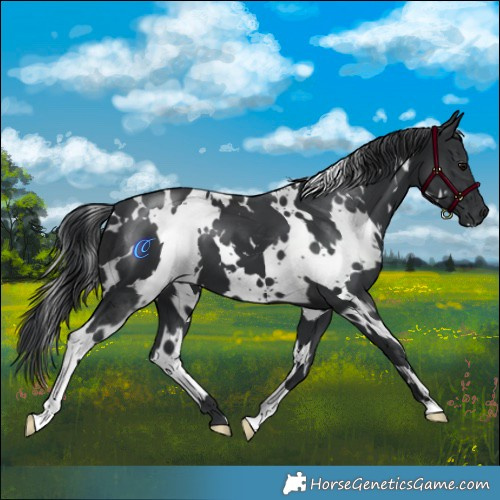 Horse Color:White Spotted Black 