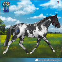 Horse Color:White Spotted Black 