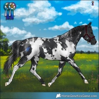 Horse Color:White Spotted Black