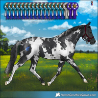 Horse Color:White Spotted Black 