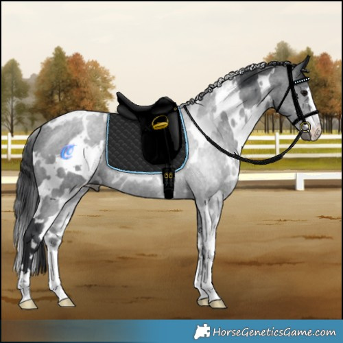Horse Color:White Spotted Black