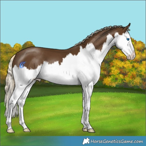 Horse Color:Chocolate Palomino Splash 