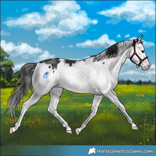 Horse Color:White Spotted Brown Splash 