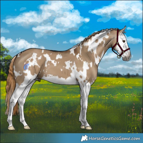 Horse Color:Gray White Spotted Liver Red Dun Splash 
