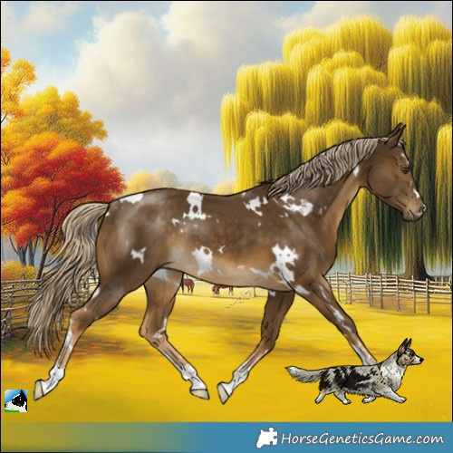 Horse Color:White Spotted Chocolate Palomino Mushroom Rabicano 