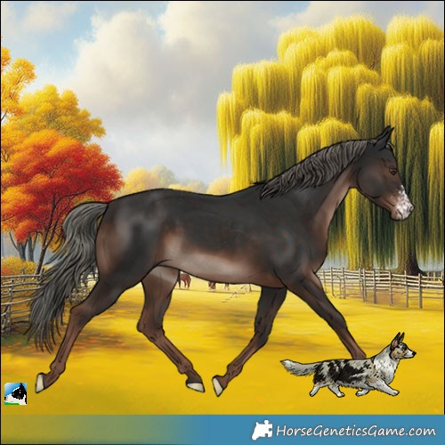 Horse Color:Liver Chestnut Mushroom Sabino Rabicano