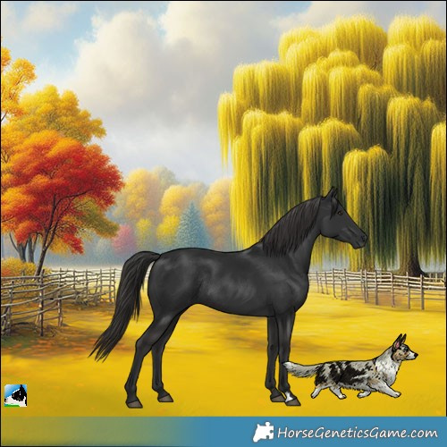 Horse Color:Liver Chestnut Rabicano 