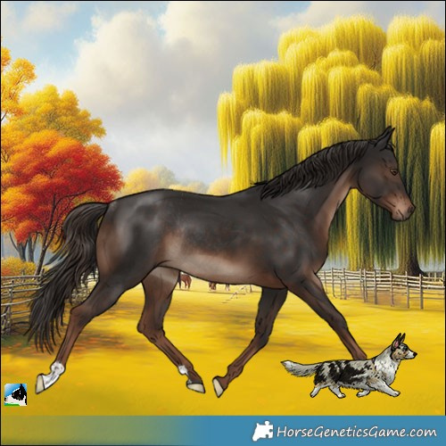 Horse Color:Liver Chestnut Rabicano