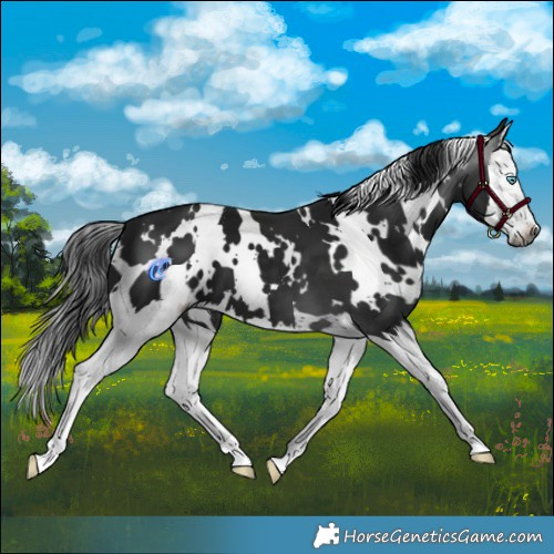 Horse Color:Gray White Spotted Brown Splash