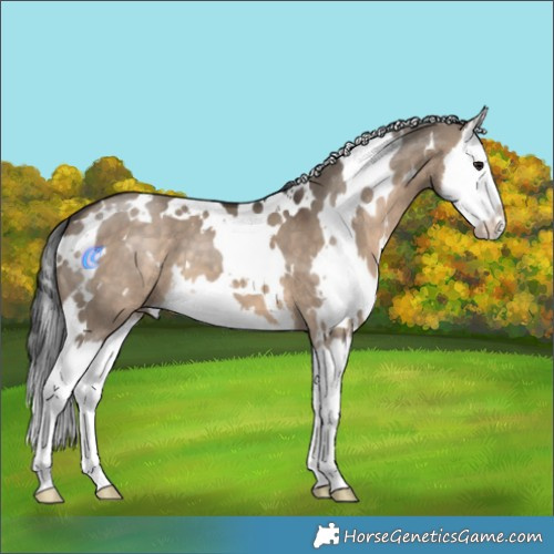 Horse Color:White Spotted Brown Dun Splash