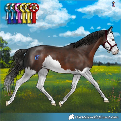 Horse Color:Liver Chestnut Splash